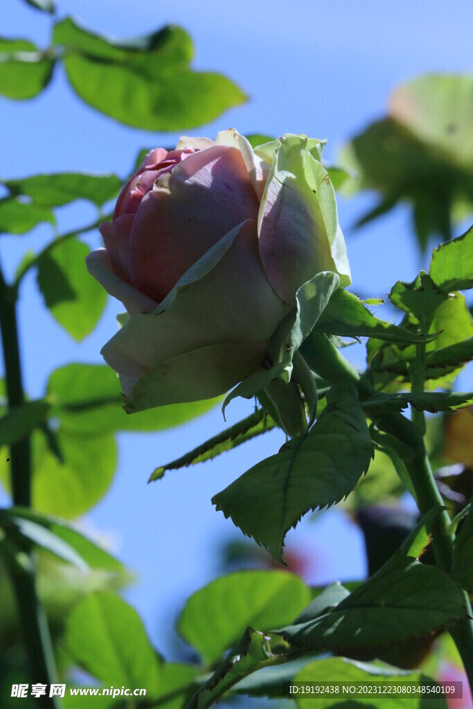 月季花 