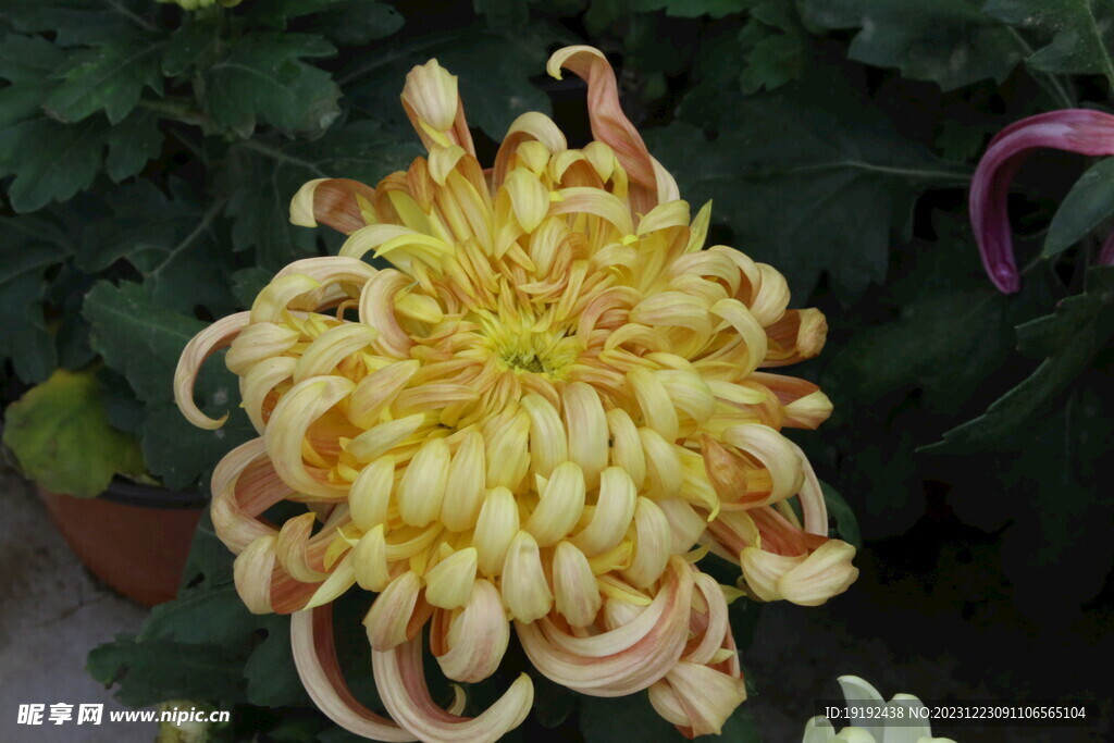 菊花