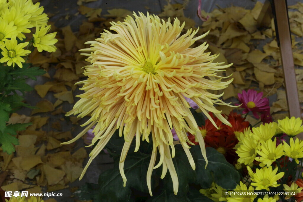 菊花