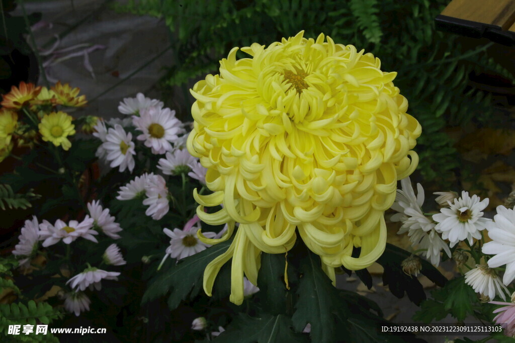 菊花 