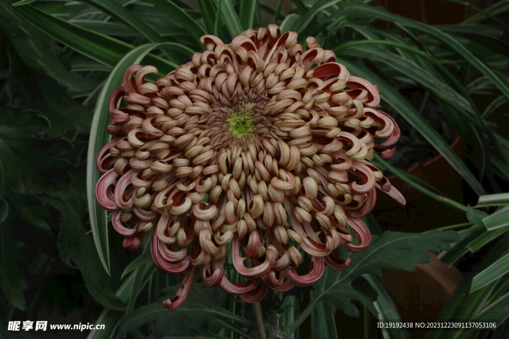 菊花