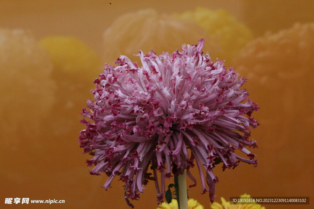 菊花 