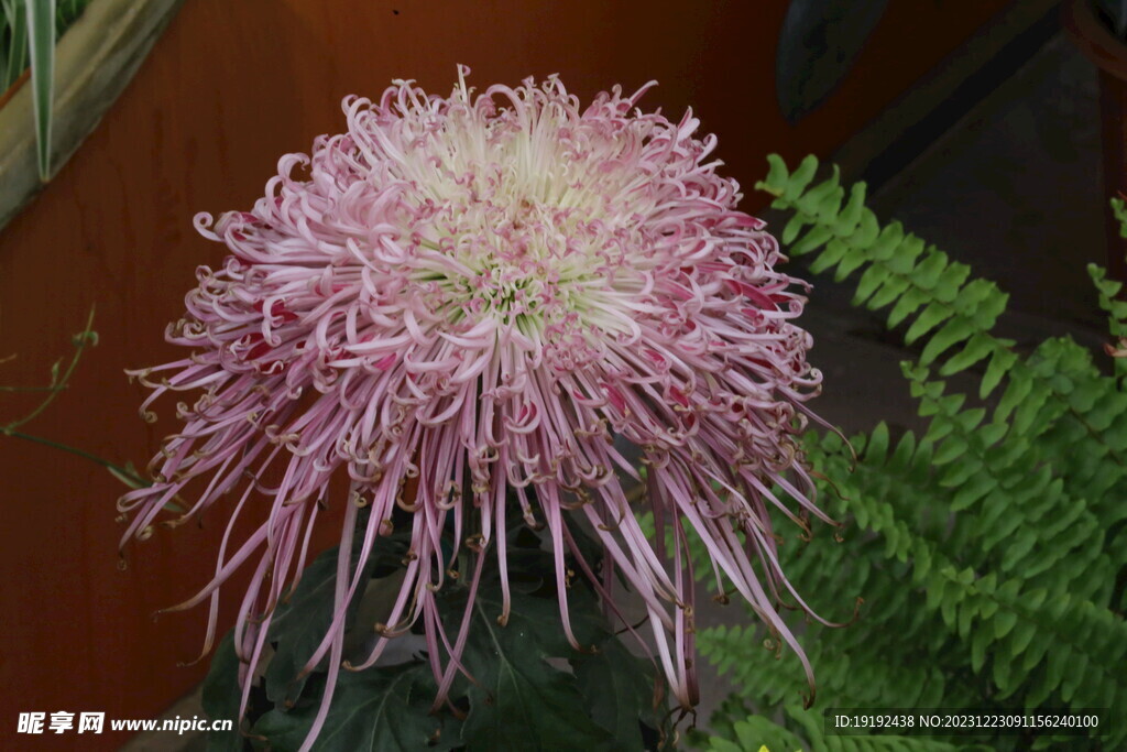 菊花 
