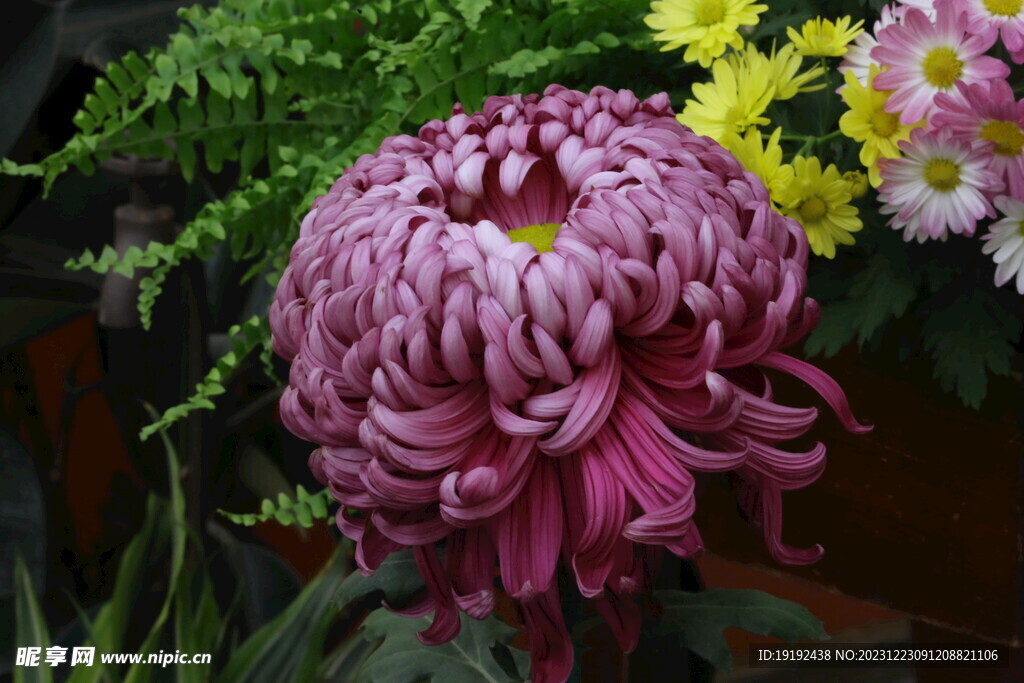 菊花