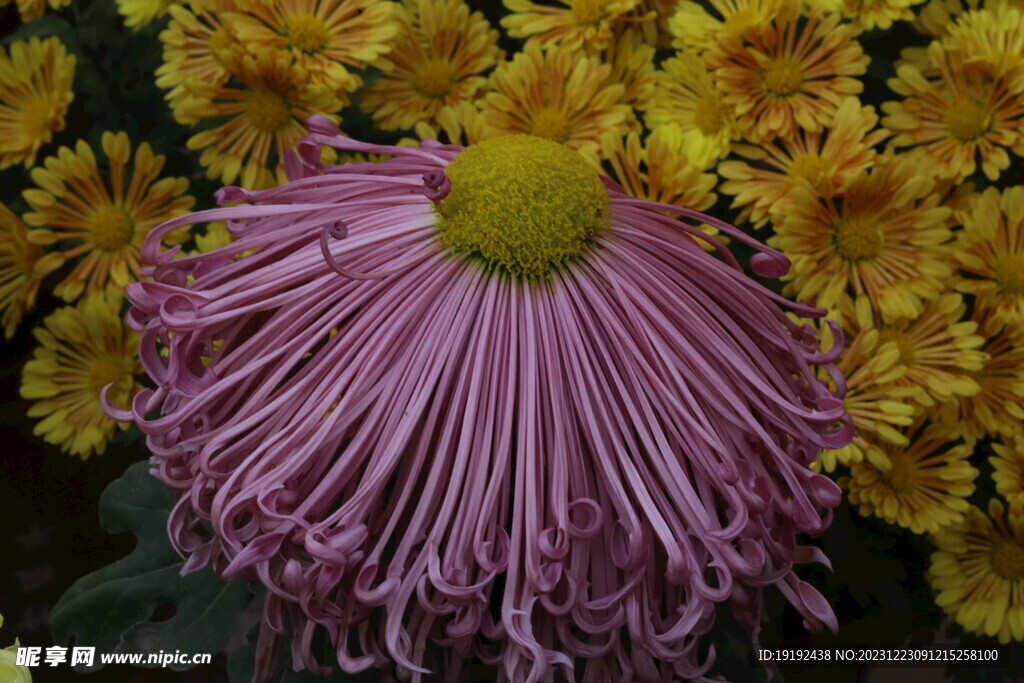 菊花 
