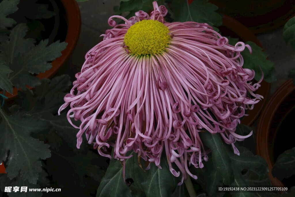 菊花 