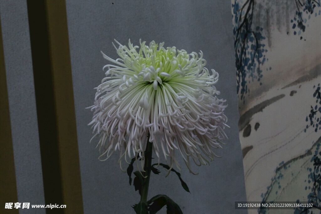 菊花