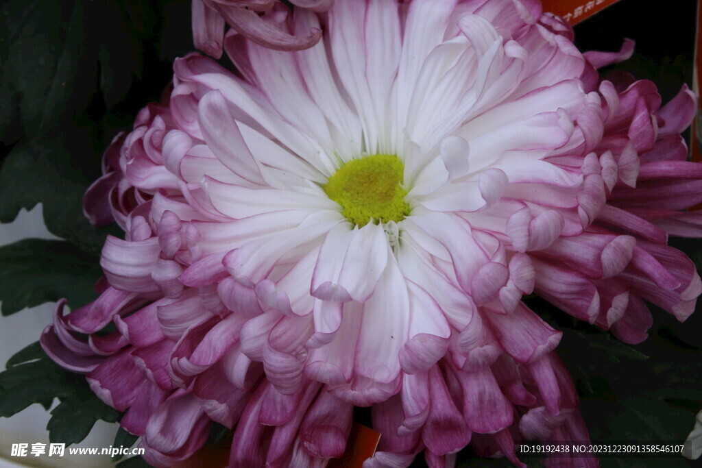 菊花