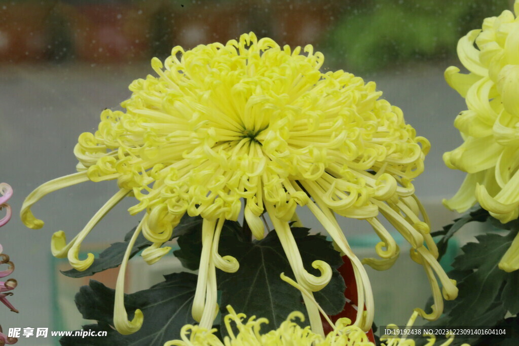菊花 