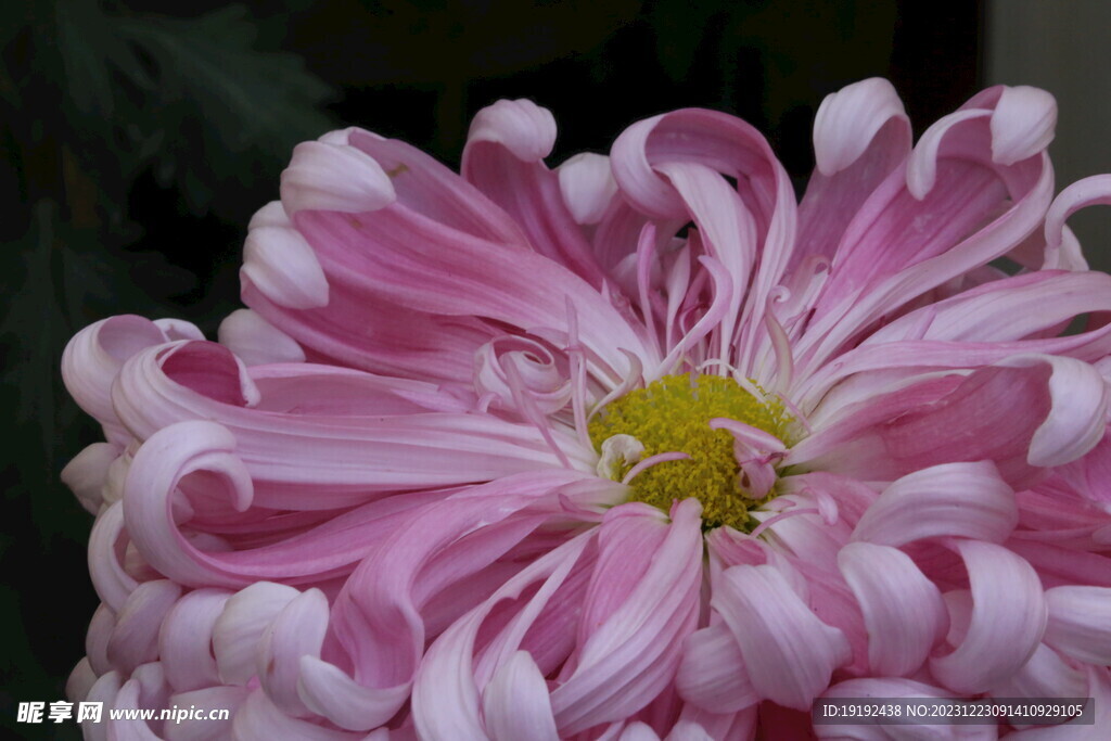 菊花