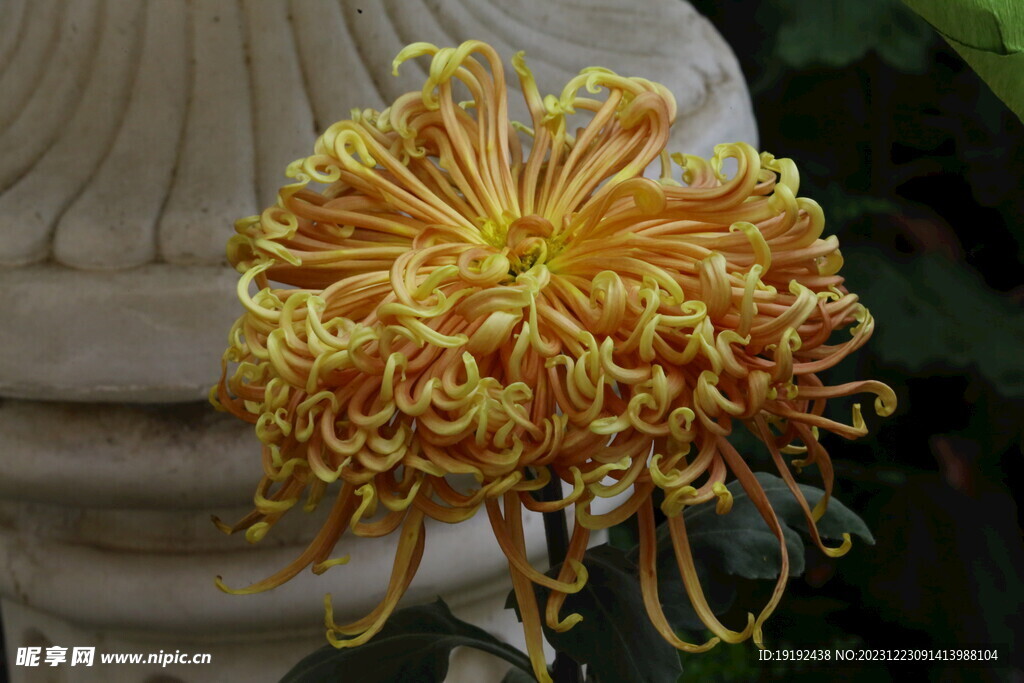 菊花