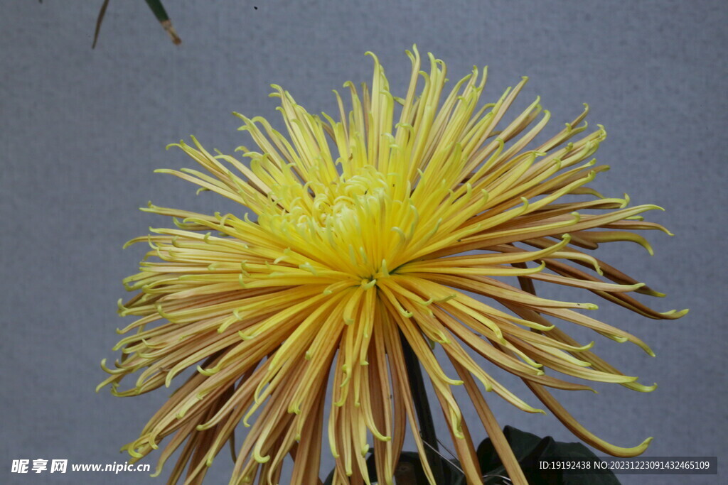 菊花 