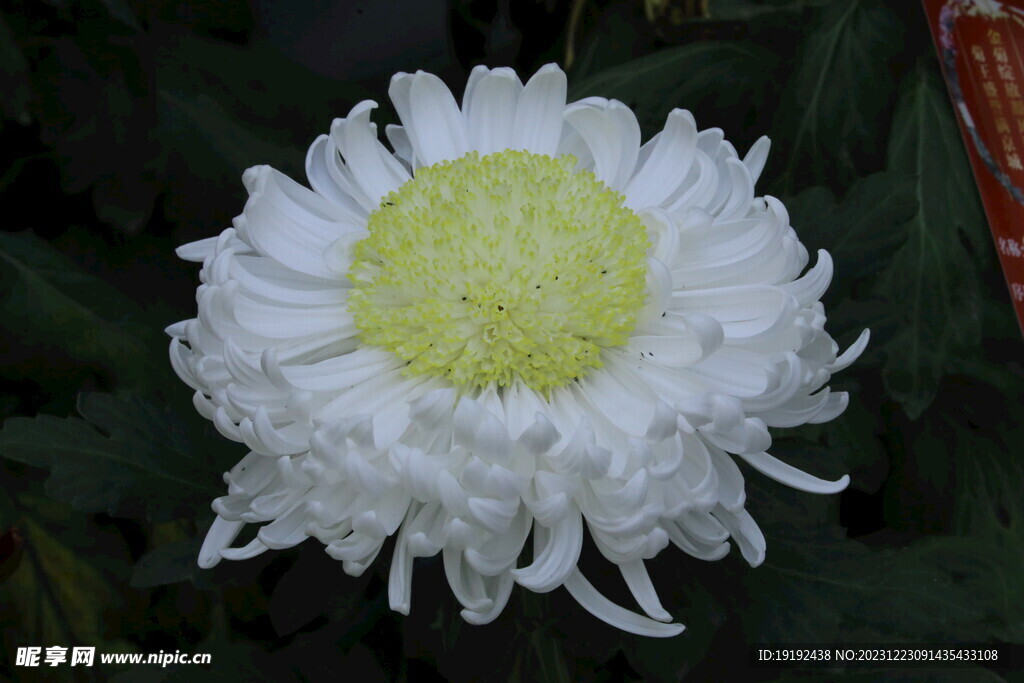 菊花  