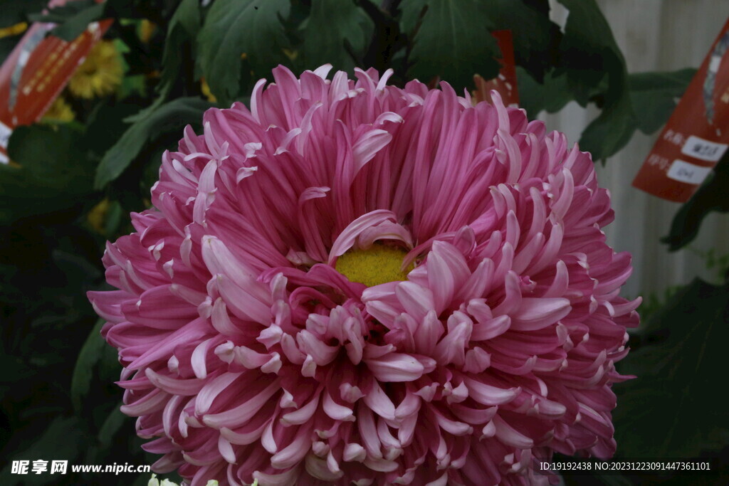 菊花
