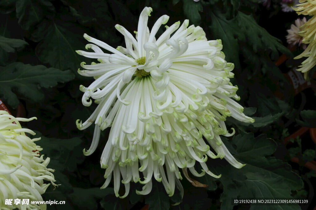 菊花 