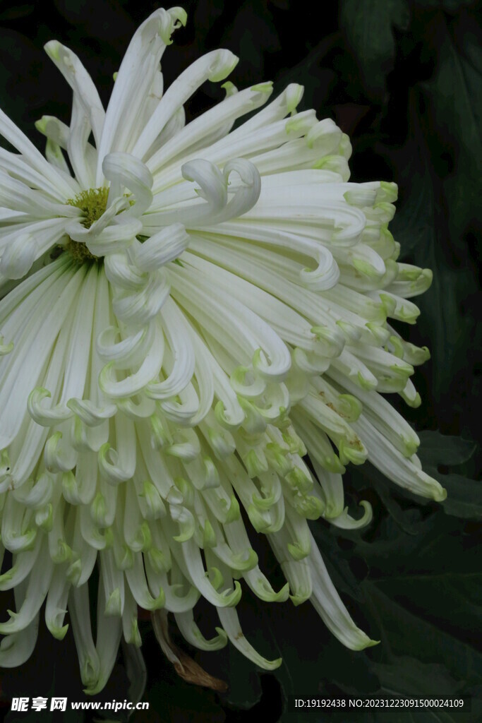 菊花  