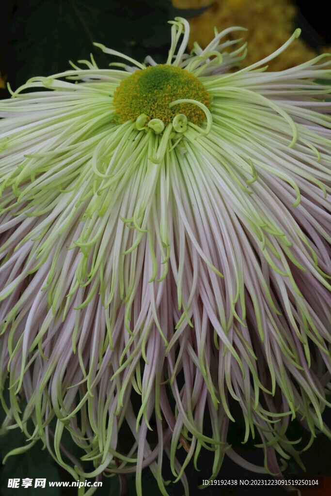 菊花