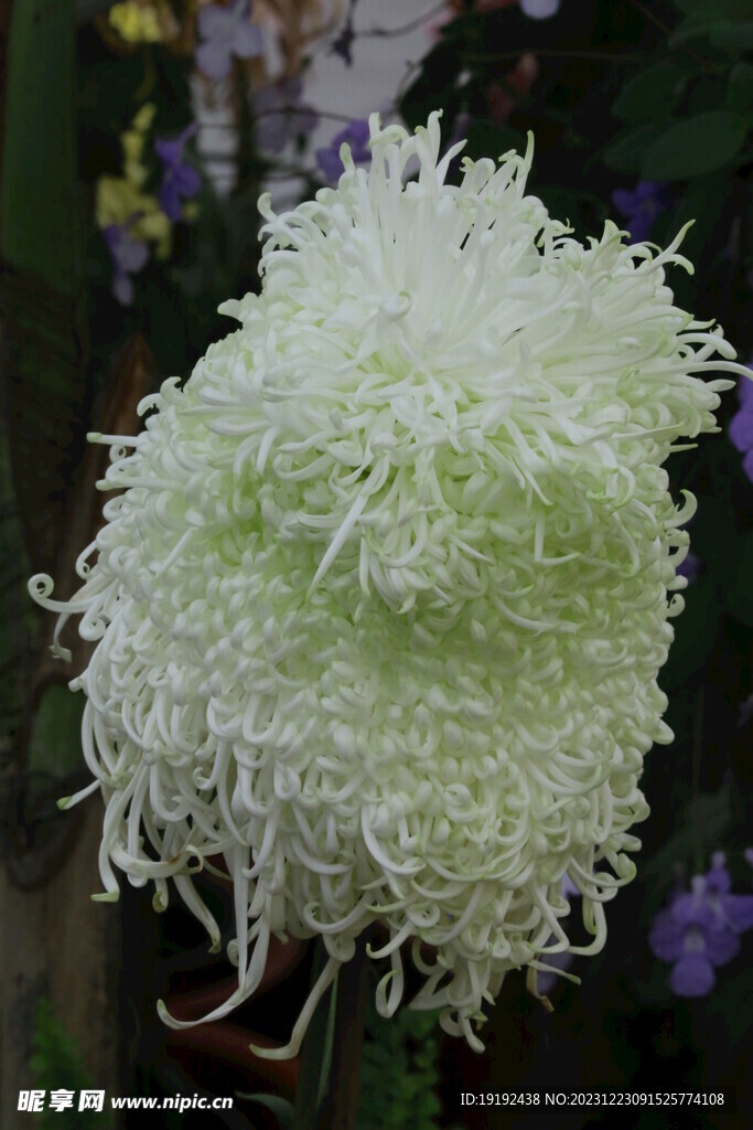 菊花 