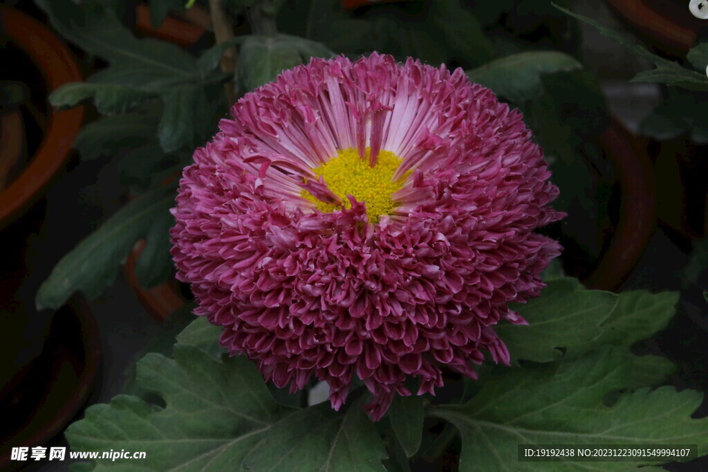 菊花