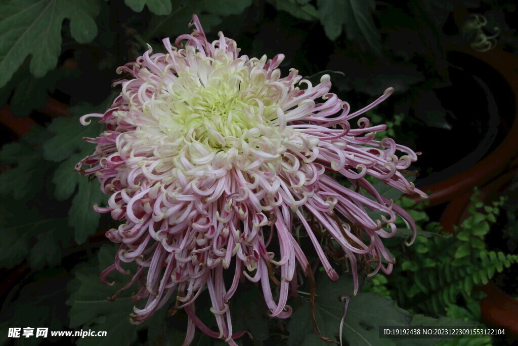 菊花