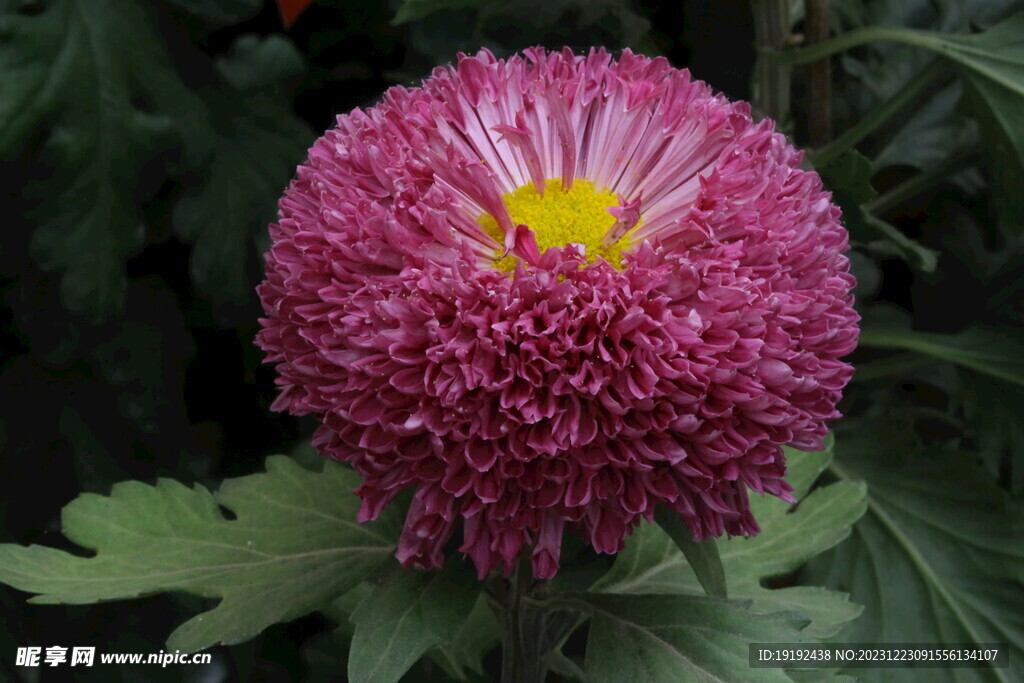 菊花