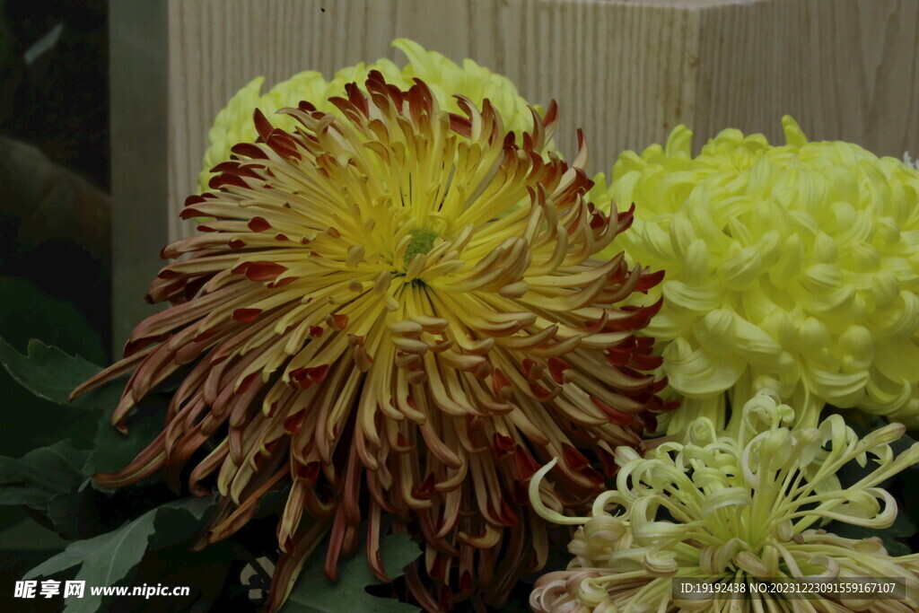 菊花 
