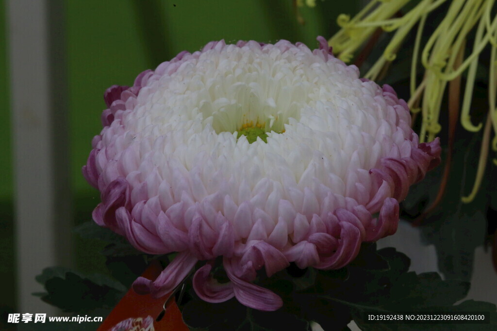 菊花