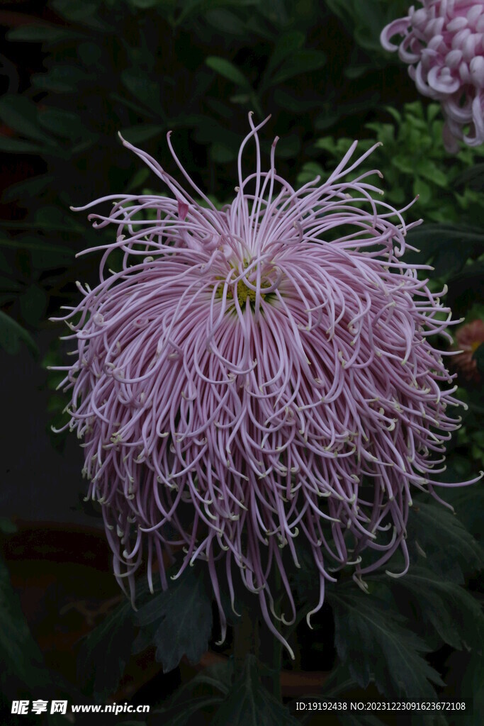 菊花