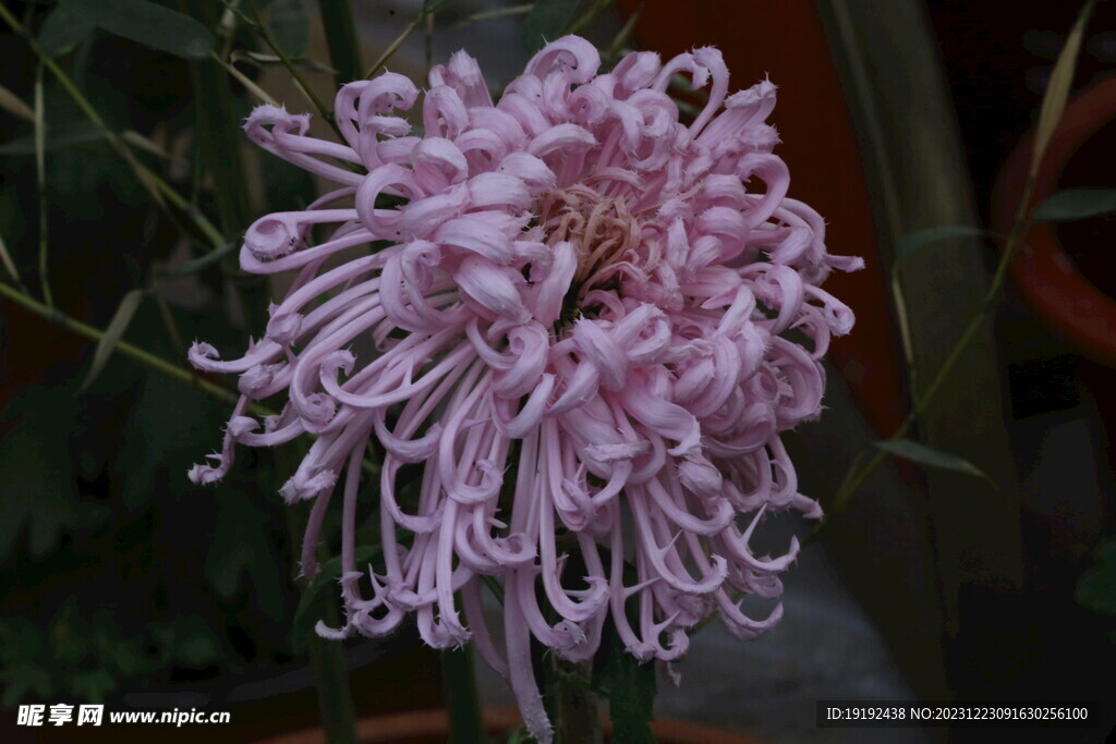 菊花 