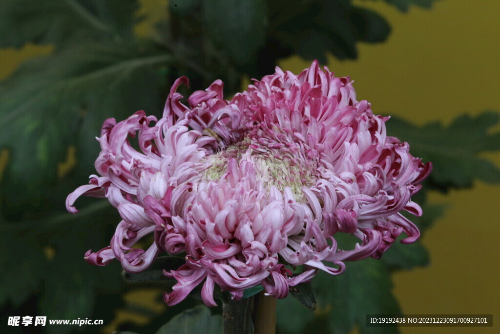菊花 