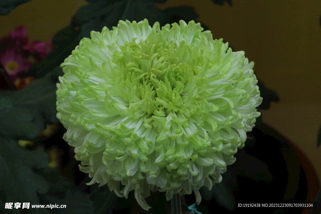 菊花 