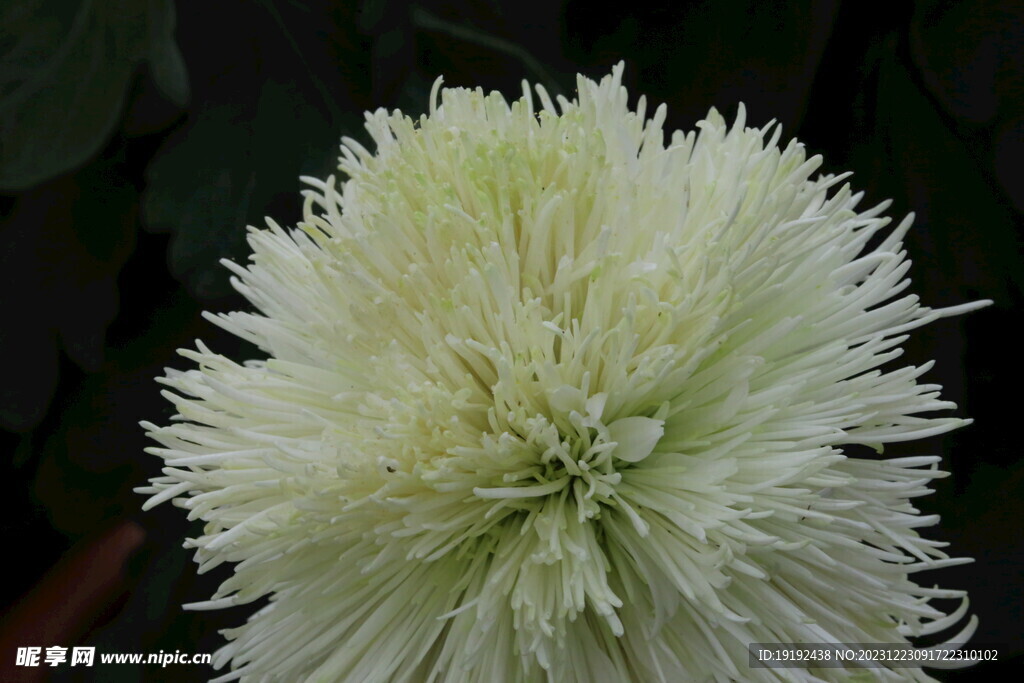 菊花 