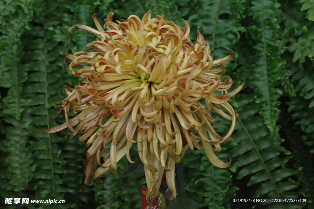 菊花