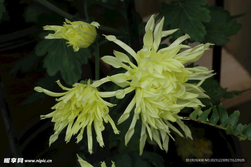 菊花