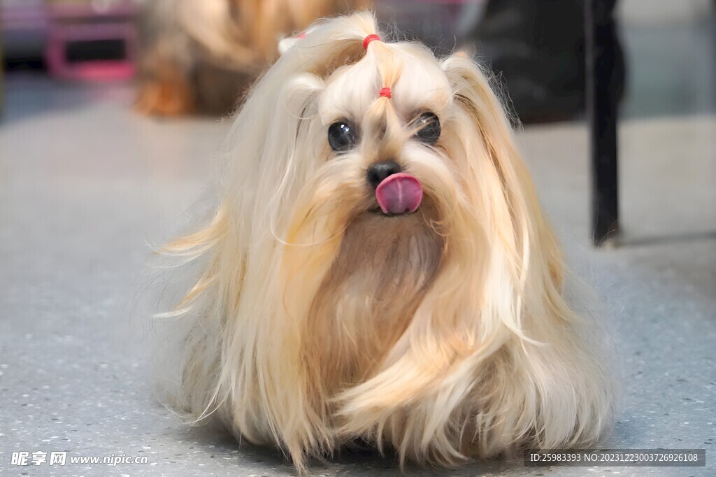 狗