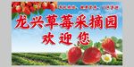 草莓采摘园