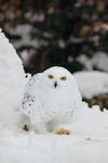 雪地