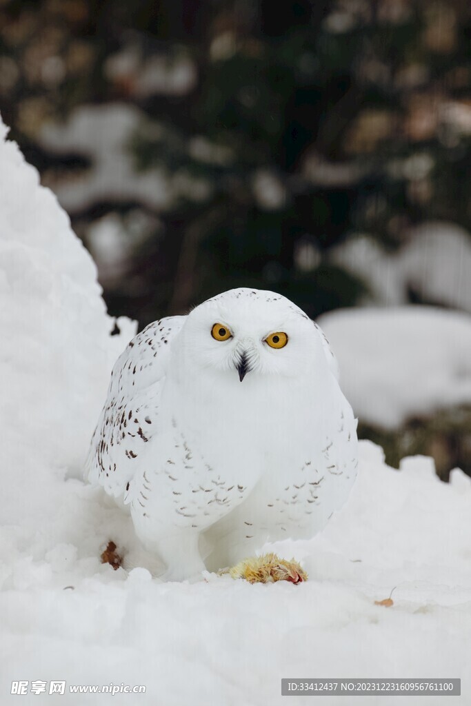 雪地