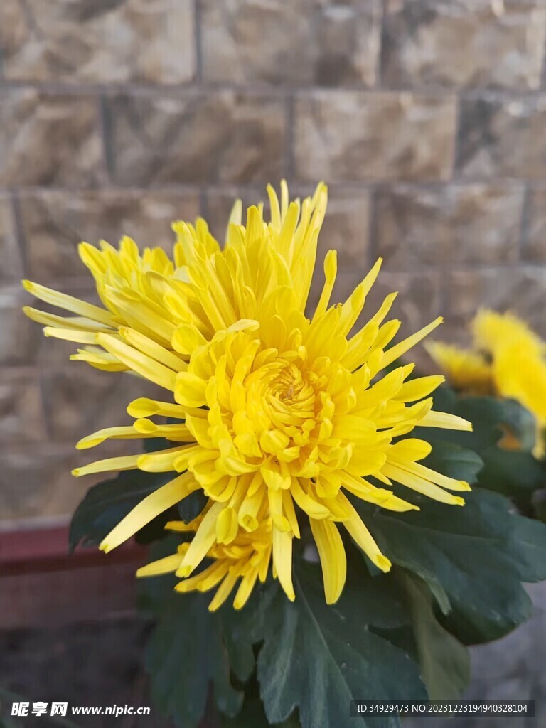 菊花