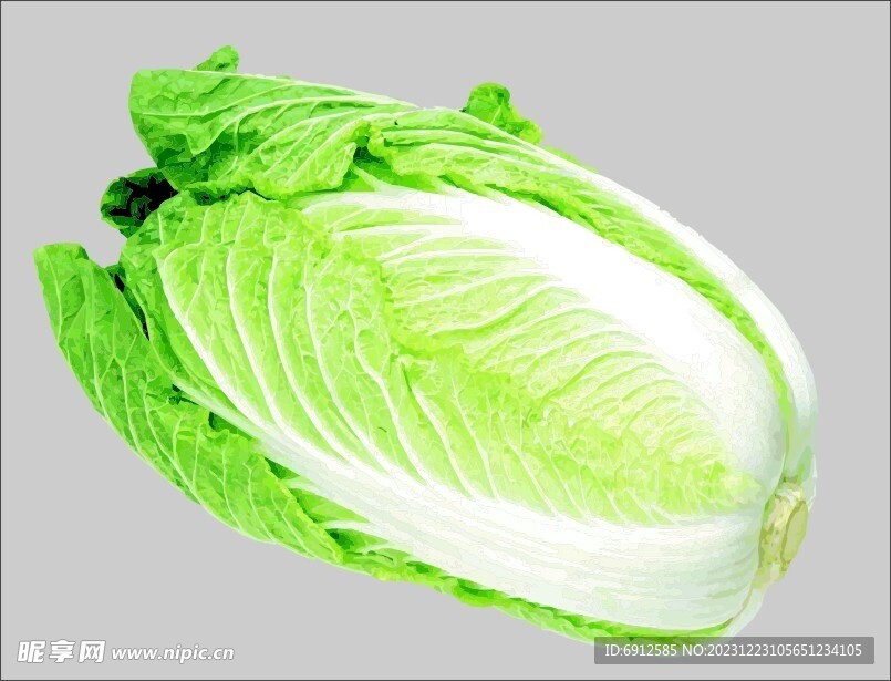 大白菜  蔬菜  矢量图