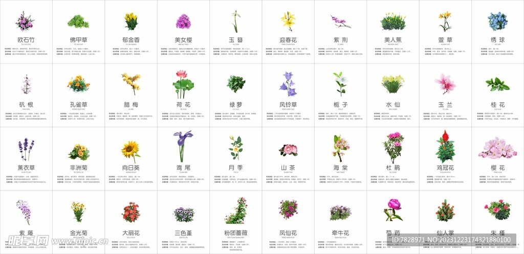 40种花