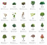 20种树