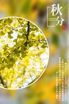 秋分 秋天海报