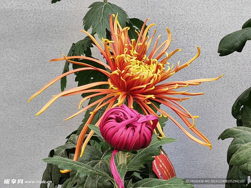 菊花 