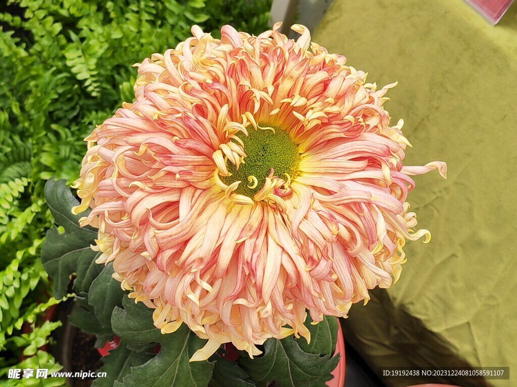 菊花