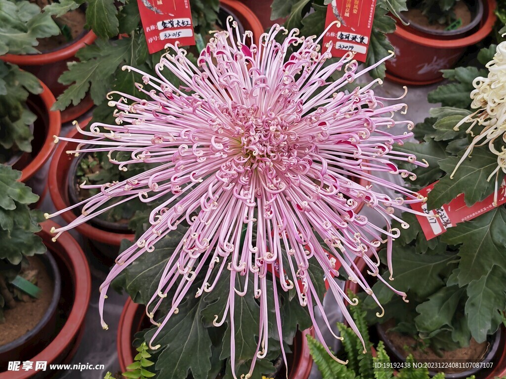 菊花 