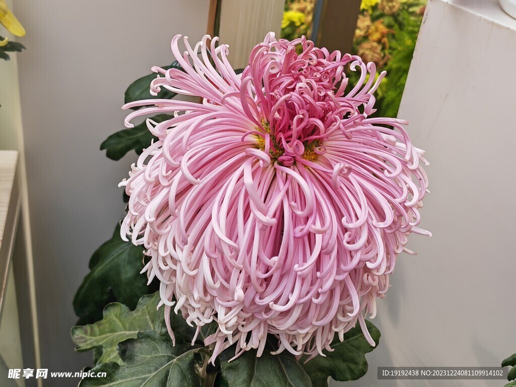 菊花