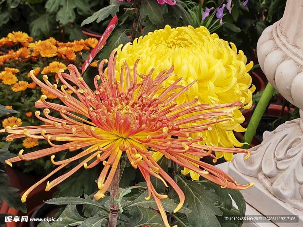 菊花 
