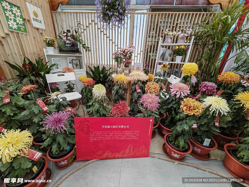 菊花