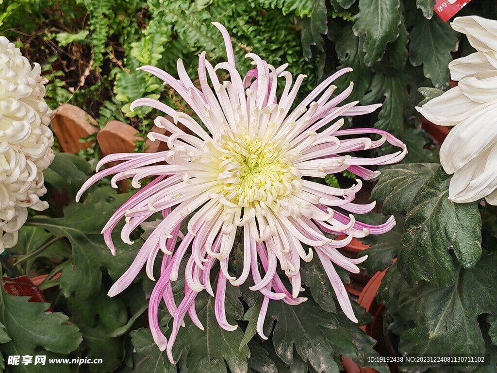 菊花 